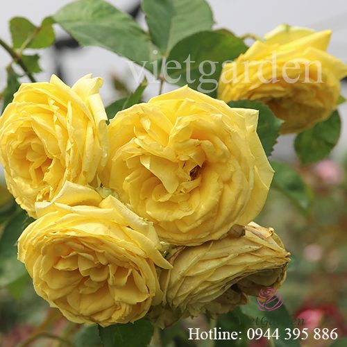 Giải mã bí ẩn về hoa hồng ngoại Catalina rose màu vàng chanh tuyệt đẹp
