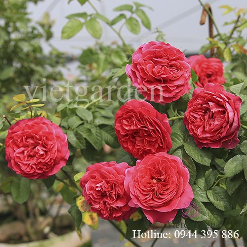 Phân bón cho hoa hồng