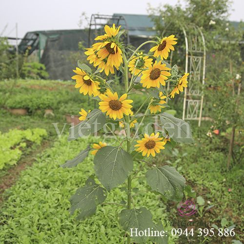 phân bón cho hoa hồng