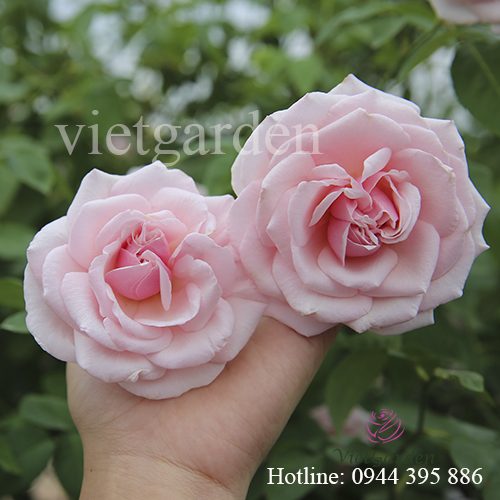 Hình ảnh sau khi sử dụng phân bón cho hoa hồng - chế phẩm phân cá vi sinh