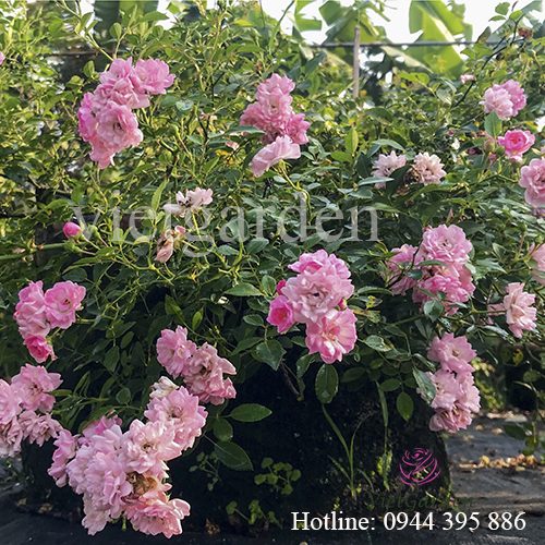 phân bón cho hoa hồng