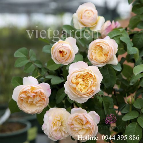 phân bón cho hoa hồng