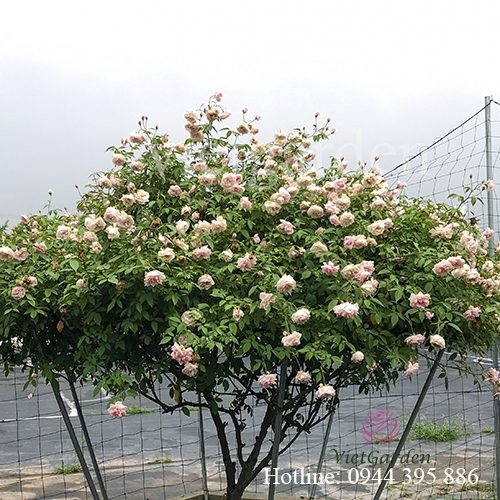 Chế phẩm phân cá vi sinh – phân bón cho hoa hồng tốt nhất