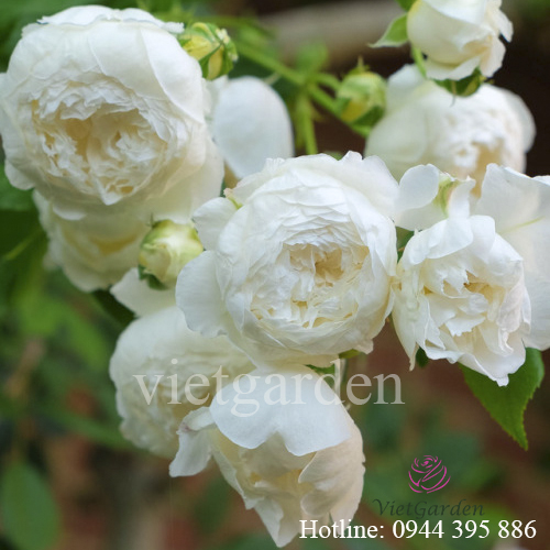 Hoa hồng leo Claire Austin màu trắng kem tuyệt đẹp