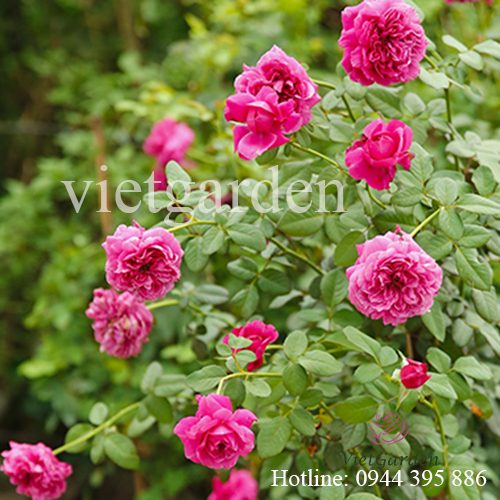 Hoa hồng leo For Your Home rose