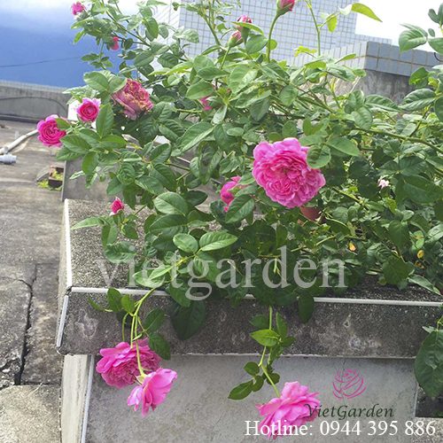 Hoa hồng leo For Your Home rose