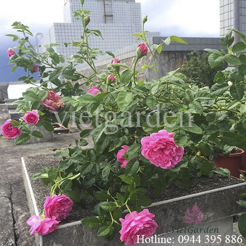 Hoa hồng leo For Your Home rose