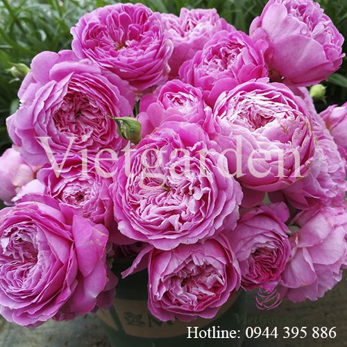 Hoa hồng leo For Your Home rose