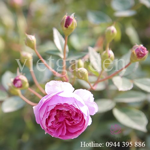 Hoa hồng Aunt Margy’s rose – Top 10 giống hồng ngoại sai hoa nhất