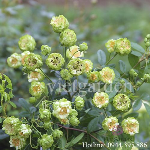 Hoa hồng Eclair rose