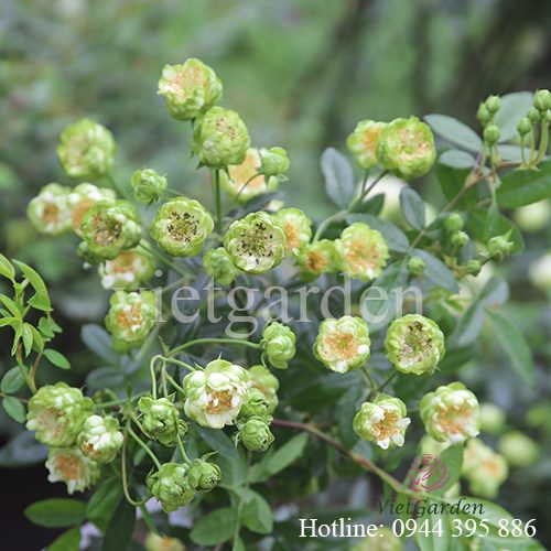 Hoa hồng Eclair rose