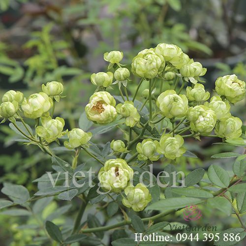 Hoa hồng Eclair rose