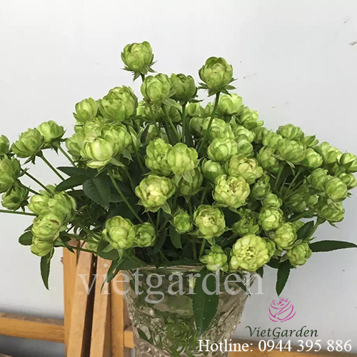 Hoa hồng Eclair rose