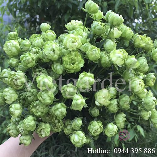 Hoa hồng Eclair rose