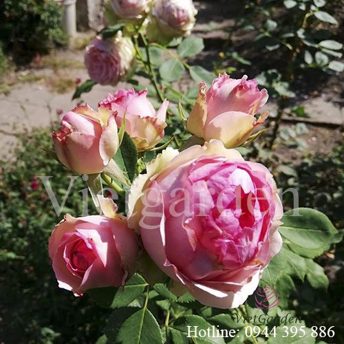 Hoa hồng First Lady rose