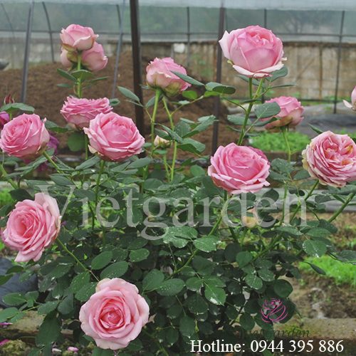 Hoa hồng First Lady rose