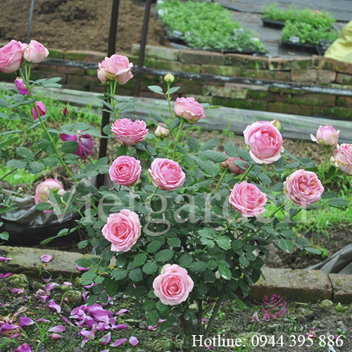 Hoa hồng First Lady rose