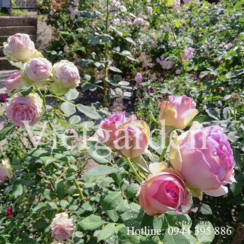 Hoa hồng First Lady rose