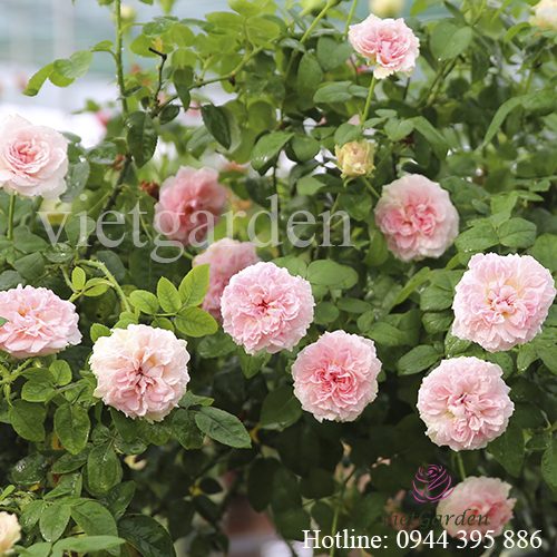 Hoa hồng Miranda rose