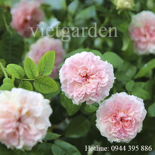 Hoa hồng Miranda rose