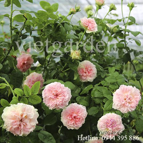 Hoa hồng Miranda rose