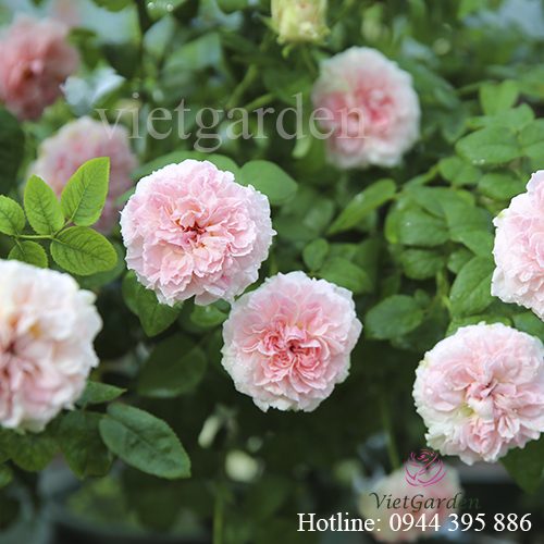 Hoa hồng Miranda rose