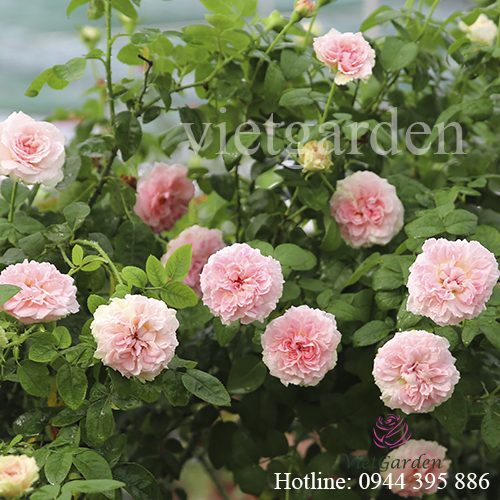 Hoa hồng Miranda rose