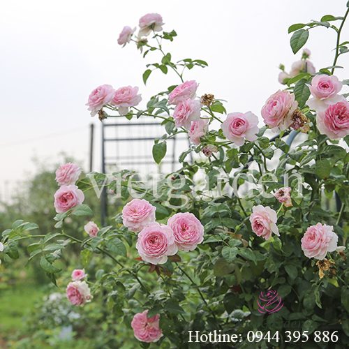 Hoa hồng leo Mon Coeur rose