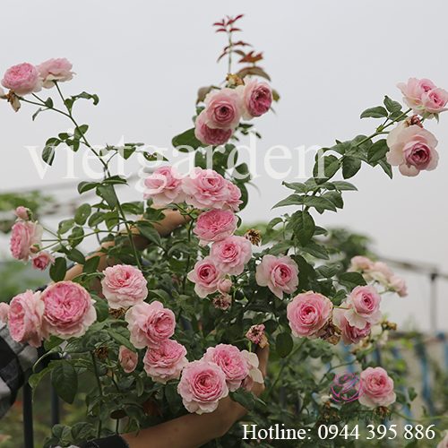 Hoa hồng leo Mon Coeur rose