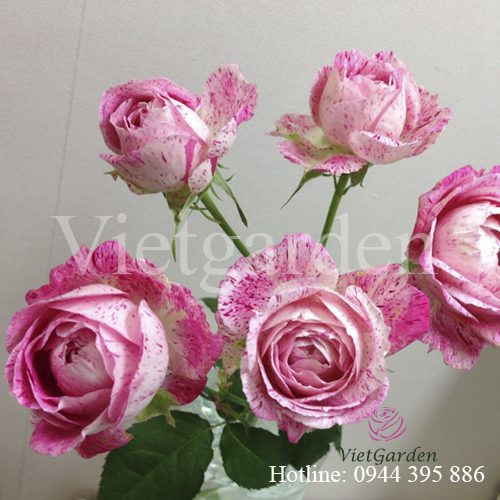 Hoa hồng Lady Candle rose