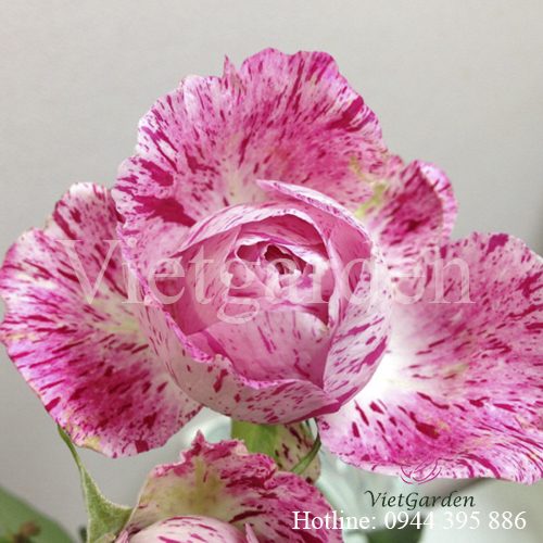 Hoa hồng Lady Candle rose