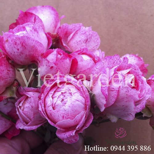 Hoa hồng Lady Candle rose