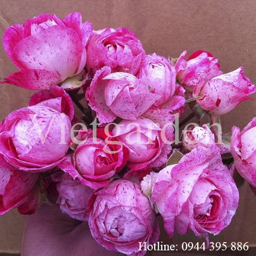 Hoa hồng Lady Candle rose