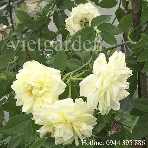 Hoa hồng leo ngoại Lamarque Climbing rose