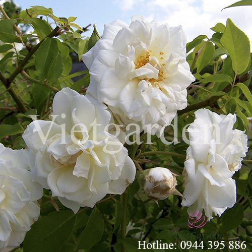 Hoa hồng ngoại Lamarque Climbing rose