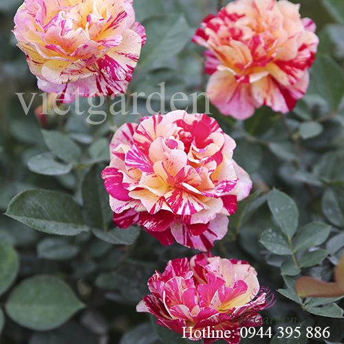 Hoa hồng sọc Maurice Utrillo rose