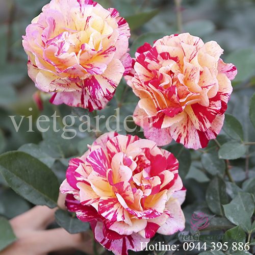 Hoa hồng sọc Maurice Utrillo rose