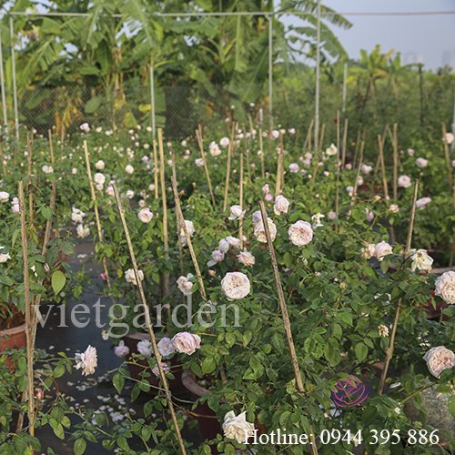 Sử dụng phân bón lá cho hoa hồng - Rabbit 2 kết quả bất ngờ