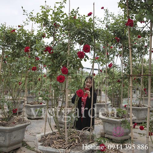 Sử dụng phân bón lá cho hoa hồng - Rabbit 2 kết quả bất ngờ