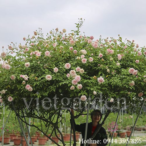 Sử dụng phân bón lá cho hoa hồng - hoa rất đẹp