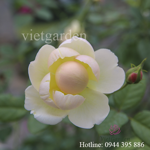 Sử dụng phân bón lá cho hoa hồng - Rabbit 2 kết quả bất ngờ