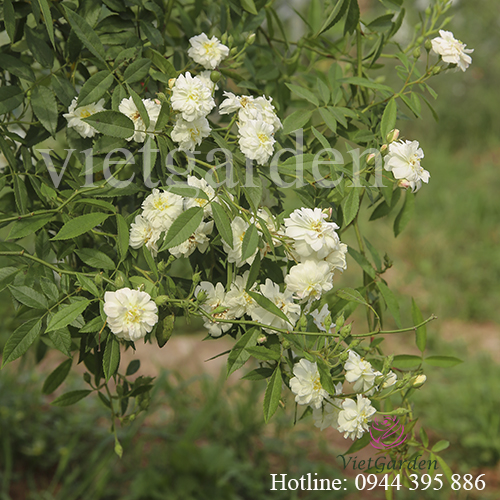 Sử dụng phân bón lá cho hoa hồng - kết quả bất ngờ