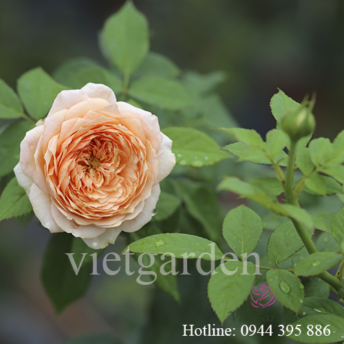 Phân bón lá cho hoa hồng – thuốc kích mầm cho hoa hồng