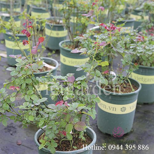 Phân bón lá cho hoa hồng Rabbit 1 - thuốc kích mầm cho hoa hồng cực mạnh