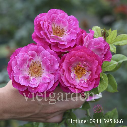 Phân bón lá cho hoa hồng – thuốc kích mầm cho hoa hồng