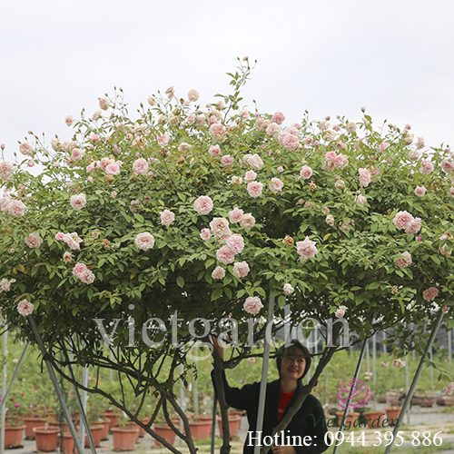 Phân bón lá cho hoa hồng Rabbit 1 - thuốc kích mầm cho hoa hồng cực mạnh