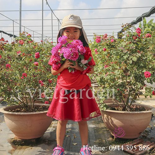 Phân bón lá cho hoa hồng Rabbit 1 - thuốc kích mầm cho hoa hồng cực mạnh