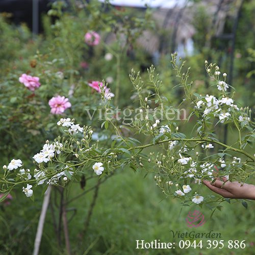 Phân bón lá cho hoa hồng Rabbit 1 - thuốc kích mầm cho hoa hồng cực mạnh