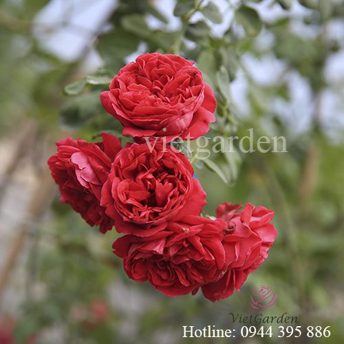 Sử dụng phân bón lá cho hoa hồng - hoa rất đẹp