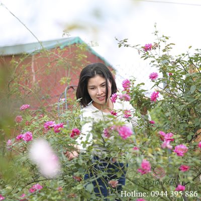 Tham quan chụp ảnh vườn hồng